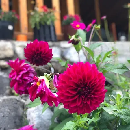 Krojet E Rrogamit فالبني