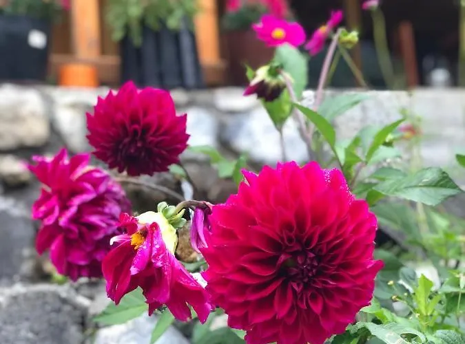 Krojet E Rrogamit Valbone